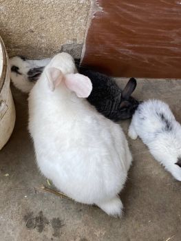 Кріличку і кроленят 3