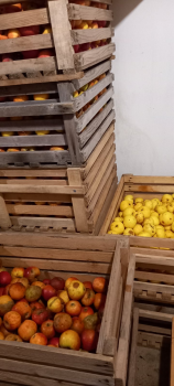 Дрібна картопля