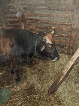 Добра корова продається 2