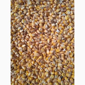 Кукурудзу  8.50, камирнї сушкі 1