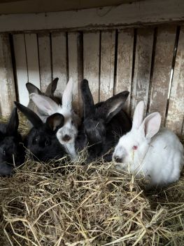 Молоді кролі (самки) 1