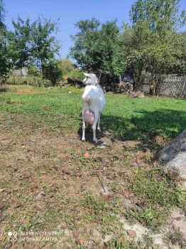 Обміняю козенят 2