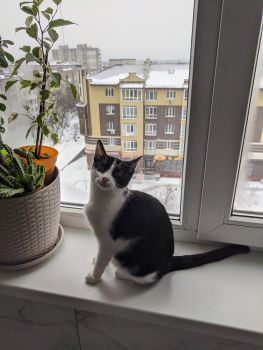 Віддамо кошенятко 1