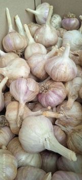 Часник, картопля