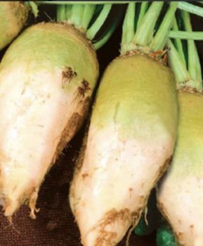 Кормовий бурак 1