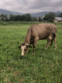 Корова, спокійна 1