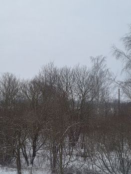 Здам квартиру 1