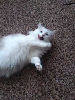 Кішка триколірна пухнаста. 1