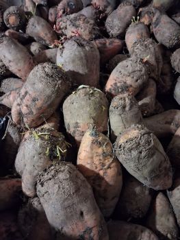 Буряк кормовий. 1