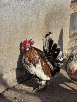 Півні бентамки 2