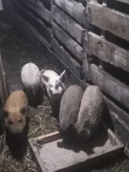 Поросята Мангал 3