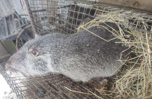 Молодняк нутрії 3