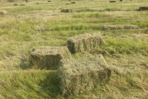 Сіно в тюках 1