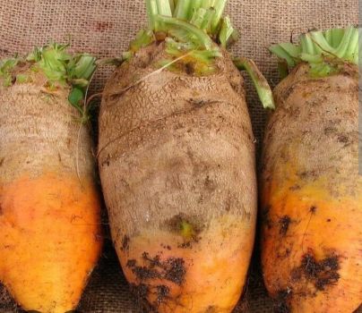 Відбірний кормовий  буряк. 1