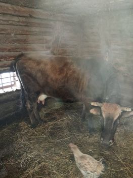 Добра корова продається 1