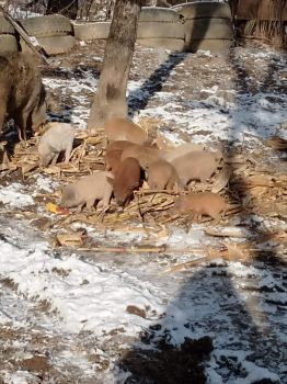 Поросят мангалці 1