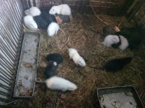 Нутрії молодняк 2