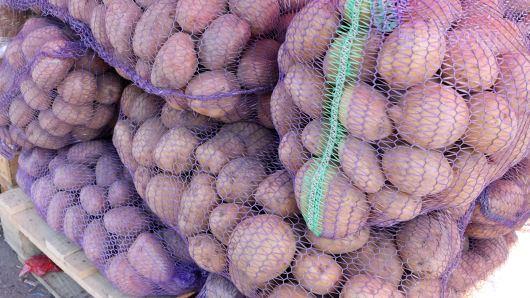 Домашня велика картопля 1