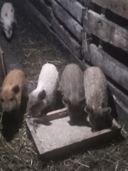 Поросята Мангал 2