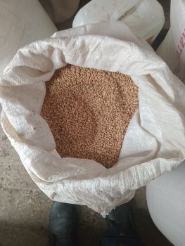 Пшениця 2025року 1