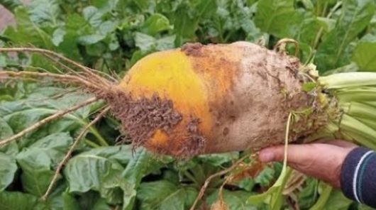 Відбірний кормовий  буряк. 2