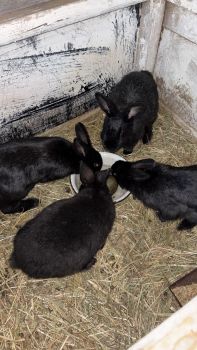 Молоді кролі (самки) 3