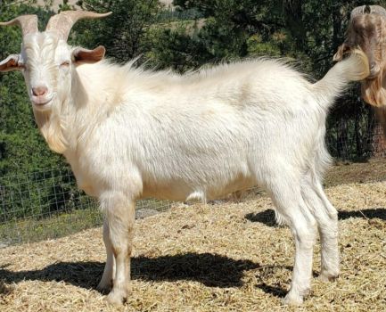 Обміняю козенят 3