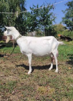 Обміняю козенят 1