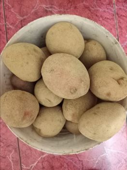 Картопля, сорт бела роса 2