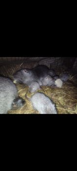 Молодняк нутрії 1