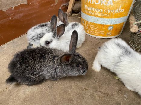 Кріличку і кроленят 5