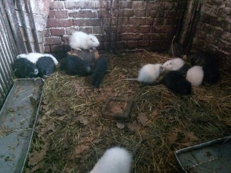 Нутрії молодняк 4