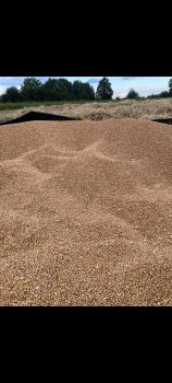 Пшениця овес ячмінь 1