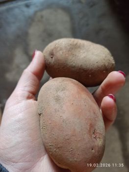 Картоплю 10 грн. 1