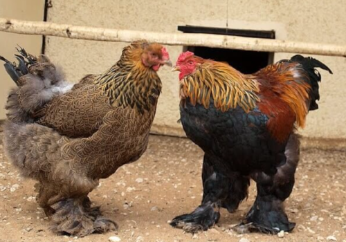 Продам півнів породи 