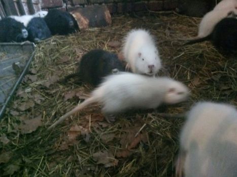 Нутрії молодняк 3