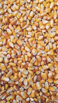 Кукурудза, мішок 50 кг, суха