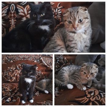 Веселі кошенята 1