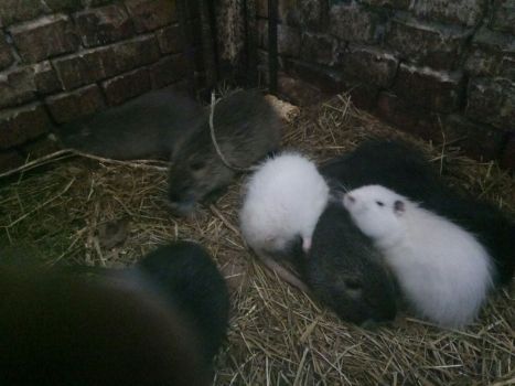 Нутрії молодняк 1