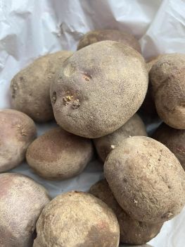 Велика картопля домашня, свіжа!!! 1