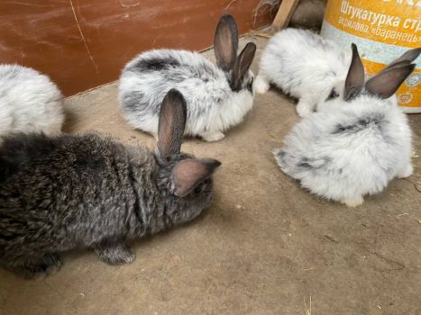 Кріличку і кроленят 2