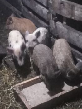 Поросята Мангал 1