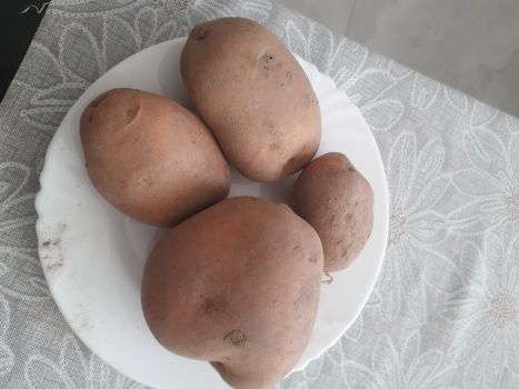 КАРТОПЛЯ ДОМАШНЯ