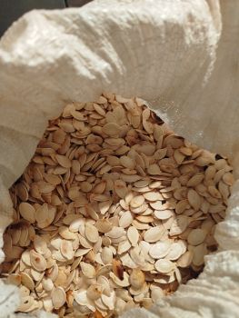 Зернята дині і гарбза 1