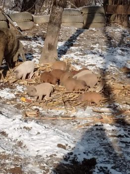 Поросят мангалці 2