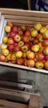 Яблука домашні 2