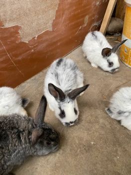 Кріличку і кроленят 4
