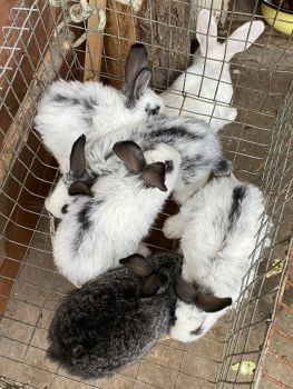Кріличку і кроленят 1