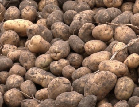 Картоплю 1