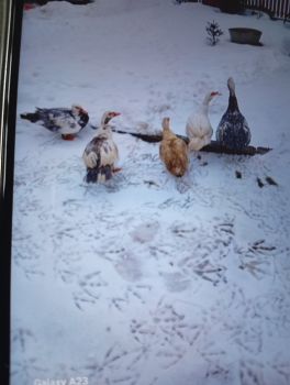 Качки шипуни є4 качки і 2 качури 1